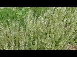 Pollinators on Pannonian sage