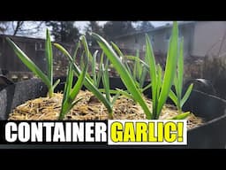 5 Tips For Better Container Garlic - Garden Quickie Episode 222