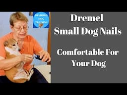 Dremel Small Dog Nails How To Make Your Dog Comfortable