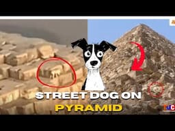 Egyptian Pyramids Dog: Stray Pup Spotted at the Summit of the Great Pyramid of Giza