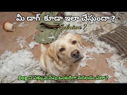 మీరు లేనప్పుడు Dog వస్తువులు పాడు చేస్తుందా ? ||డాగ్ ని ఒంటరిగా వదలడం ఎలా ? || Solution ?