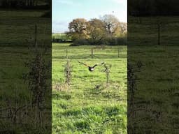 Peggy cutting it fine! #hawk #falconry #birds