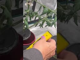 Grow Tent Tomatoes Are Blooming! 🍅 #hydroponics #indoorgardening #tomatoes