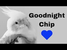 Goodnight Chip 💙 | BirdNerdSophie