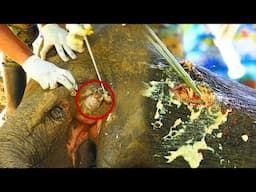 Saving Elephant who got Maggot infested injury in mouth while suffering with painful Abscess