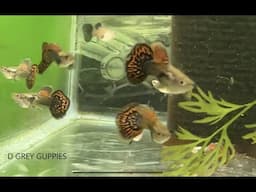 Red Dragon Guppies & Platinum Red Mosaic Big Ear Guppies availability