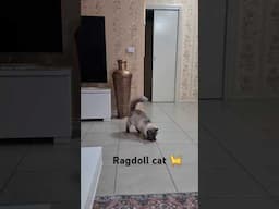 #cat #ragdoll #cat