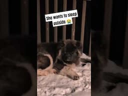 Akita Puppy Wants to Sleep Outside