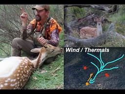 Pre Rut Fallow Deer Hunting | Thermals & Wind