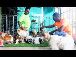 A Thrilling Visit to the Kennel with the 'Best West African' Dog! | Adanfopa Pet Care