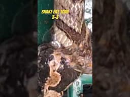 Snake Eats Toad 3-3 #snakes