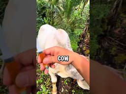 Cow Faints Dramatically After Vitamin Shot!