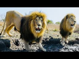 Who is the LION KING of MEAT? | The Lion Whisperer