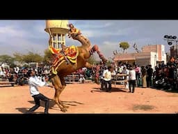 Horse Dance & Camel Dance at Nagaur Cattle Fair in Rajasthan, India 2017