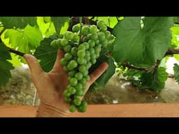 Como fazer para as uvas ficarem GIGANTES!!! APRENDA!