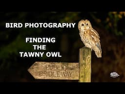 How to find the Tawny Owl the UKs largest Owl. Tips & Techniques to success for bird photographers.