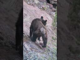 Seeing a Black Bear at Big Bend National Park