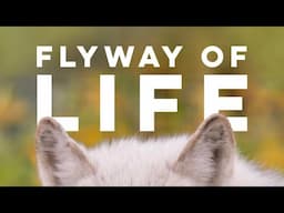 Flyway of Life | OFFICIAL TRAILER | 2025 Documentary Film