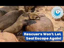 Rescuers Won't Let Seal Escape Again!