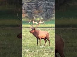 Beautiful Giant Bull Elk