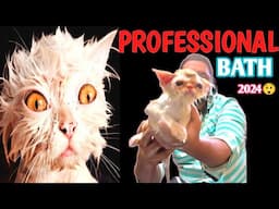 Give BATH LIKE PROFESSIONAL SECRET TIPS | DOLL FACE PERSIAN