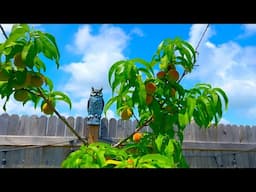 Spring Garden Tour - My Backyard Peach Orchard