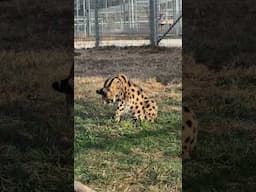 Nala Serval bathing and hissing #serval #servalcat #cat #cats #shorts #catvideos #catvideo #hiss