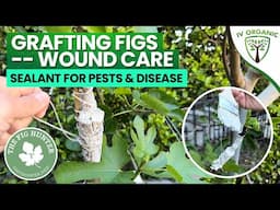 Grafting Wound Care Sealant For Pest, Disease & Weather | featuring @TheFigHunter Varieties