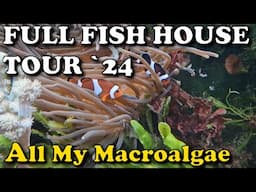 Full Macroalgae Fish House Tour | Reef Tank | PlantedReef