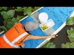 Paddleboarding for Pollen