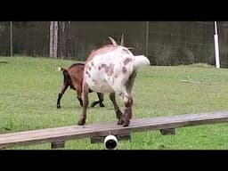 Goat on Seesaw.